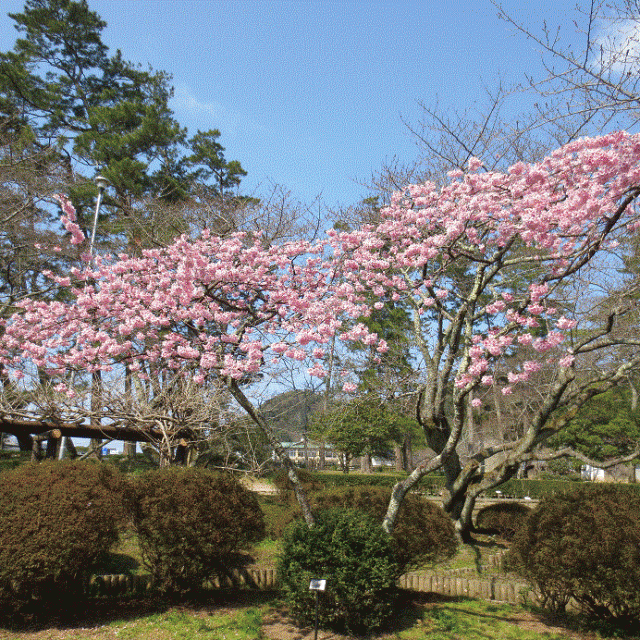 桜